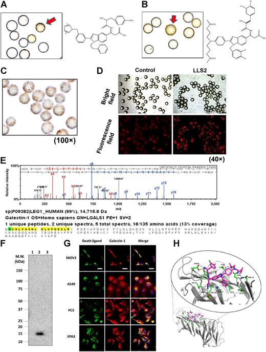 Figure 2. Screening OB2C small-molecule library for death ligands. Cleaved caspase-3–positive beads (red arrow) in OB2C beads library. Positive beads were picked up for chemical decoding with automatic Edman microsequencing. A, LLS1. B, LLS2. Resynthesize death ligand LLS2 on beads for validation of death effect. C, Cleaved caspase-3 staining (100×) D, PI staining for dead cells (40×). Galectin-1 is a target protein of LLS2. E, Eluted protein from pull-down assay was identified as galectin-1 by LC MS/MS. F, Immunoblot analysis with anti-galectin-1 Ab to validate the LC/MS-MS result. 1: blank bead, 2: LLS2-beads, 3: an irrelevant small-molecule bead control. G, Immunostaining result reveals that LLS2 colocalizes with galectin-1. SKOV3, A549, PC3, and XPA3 cells were stained by biotinylated LLS2 (green), galectin-1 antibody (red), and nuclei were stained with DAPI (blue). H, Computer modeling shows that LLS2 binds the interface of the galectin-1 dimer. Residues that are within 3.5 Å from LLS2 are shown. Scale bars, 50 μm.