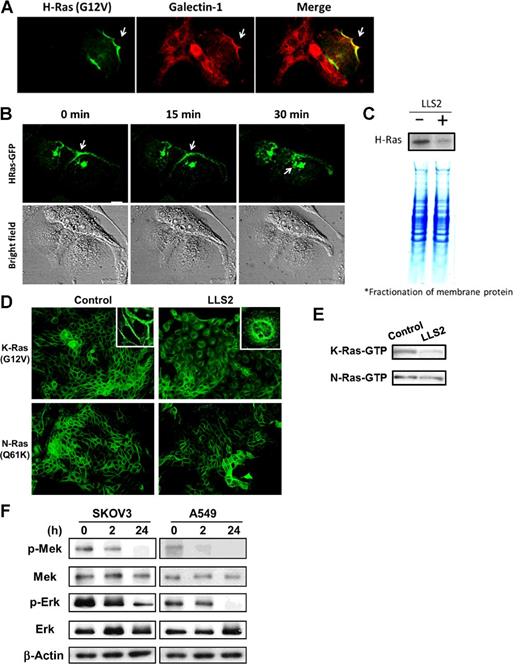 Figure 3. LLS2 causes membrane dissociation of H- and K-Ras. A, Colocalization of galectin-1 and H-Ras. B, Once activated by EGF, H-Ras will be partially trafficked to the plasma membrane, leading to the activation of Erk pathway. After 15-minute treatment with LLS2 (25 μmol/L), there was a loss of membrane-localized H-Ras. Notably, intracellular H-Ras was augmented 30 minutes after LLS2 treatment. Scale bars, 25 μm. C, Quantification of membrane-associated H-Ras (active form) by immunoblot analysis after treatment with buffer (−) or LLS2 (+), showing that LLS2 was able to lower the level of activated H- and K-Ras. D, LLS2 also miscolocalized the EGF-stimulated K-Ras(G12V) but not N-Ras(Q61K). E, Quantification of activated K- and N-Ras. F, phospho-Mek and phospho-Erk were significantly downregulated after treatment with LLS2 (25 μmol/L) for 24 hours. Scale bars, 50 μm.