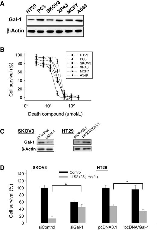 Figure 4. In vitro anticancer activity of LL2. A, Endogenous expression of galectin-1 in six different cancer cells. B, Death ligand LLS2 (soluble form) kills a number of different cancer cell lines in solution. C, Immunoblots demonstrate the suppression of endogenous galectin-1 expression by siRNA in SKOV3 cells, and ectopic overexpression of galectin-1 in HT-29 cells. D, SKOV3 cells transfected with control siRNA, galectin-1 siRNA, and HT29 cells transfected with control pcDNA3.1; pcDNA/Gal-1 were treated with/without LLS2 (25 μmol/L) for 72 hours. *, P < 0.05; **, P < 0.01; ***, P < 0.001.