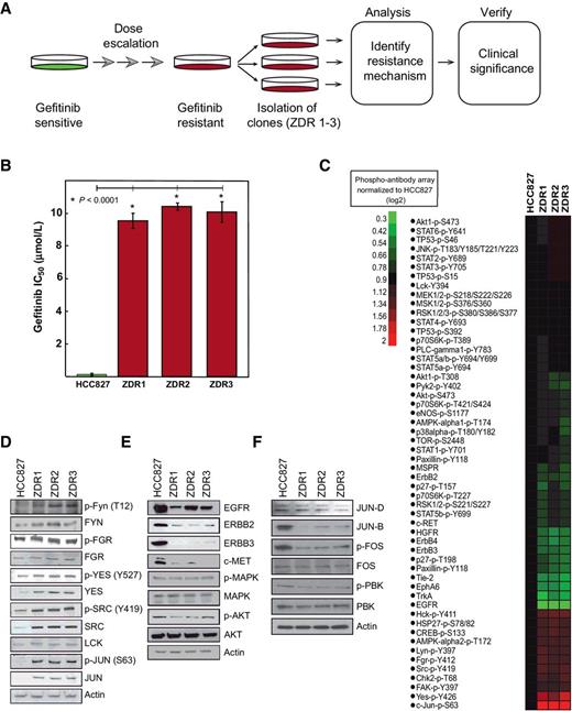 Figure 1. Gefitinib-resistant phenotype is driven by SRC kinases or JUN. A, Schematic representation of experimental workflow. B, HCC827 parental and HCC827-ZDR clones were treated with gefitinib, and relative viability was assessed after 48 hours with MTS reagent. Plotted are means ± SDs of three biological replicates; asterisks indicate statistical significance (P < 0.05, Student t test). C, Heatmap of intensities of the signals from each phosphorylation site on phospho-antibody arrays (R&D Systems) normalized to signals in parental line. Phospho-antibody arrays were developed using secondary antibodies conjugated with a fluorescent reporter, and arrays were analyzed on the LI-COR imaging station. D, Representative immunoblots for the SRC kinases and JUN of whole-cell lysates of HCC827 cells and HCC827-ZDR clones. E, Representative immunoblots for total protein levels of indicated receptor tyrosine kinases and downstream signaling components from whole-cell lysates of HCC827 cells and HCC827-ZDR clones. One representative experiment of three is shown. F, Representative immunoblots for total protein levels of FOS, PBK, and JUNB/D from whole-cell lysates of HCC827 cells and HCC827-ZDR clones. One representative experiment of three is shown.