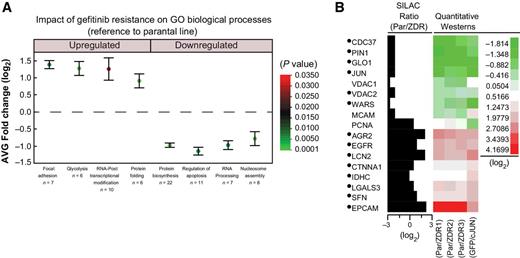 Figure 3. HCC827-JUN–overexpressing cells share similar proteomic features to HCC827 gefitinib-resistant clones. A, Box plot of proteins that were up- or downregulated upon gefitinib resistance were subject to GO term enrichment analysis. The average fold change (log2) and SD of the proteins belonging to an enriched GO biological process are included. The false discovery rate (P value) is represented by the color of each point. The number of proteins within each biological process, n, is listed next to each GO term. B, Cross-validation of quantitative proteomics data in HCC827 cells that stably overexpress JUN. Quantitative immunoblots that either confirmed the SILAC fold change of the proteins in the parental and ZDR cell lines or upon overexpression of JUN were used to generate a heatmap (raw data in Supplementary Fig. S3). The fold change for each protein is represented as the intensity of the immunoblot signal with respect to the parental cell line. The proteins identified with a bullet (•) show congruent fold change upon gefitinib resistance and JUN overexpression.