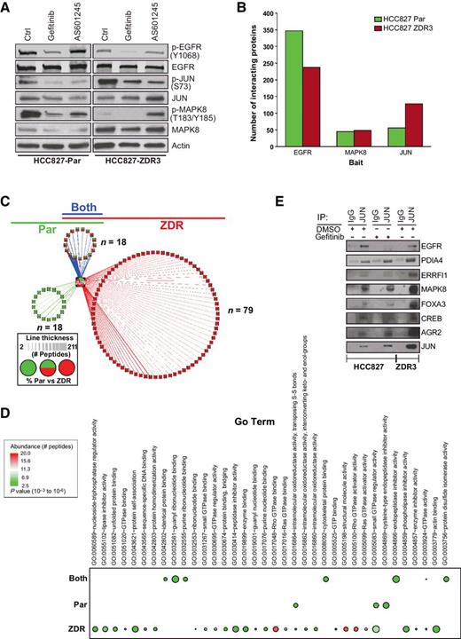 Figure 4. JUN interactomes differ in parental and HCC827-ZDR cells. A, Response to treatment with gefitinib and MAPK8 (JNK) inhibitor (AS601245) in HCC827 and HCC827-ZDR3 cell lines. B, Co-IP was used to identify JUN, EGFR, and MAPK8-interacting proteins in parental (green) and resistant (red) cell lines. C, AP-MS was used to identify JUN proteins in parental (green) and resistant (red) cell lines. Proteins that were identified in both cell lines are colored blue. The thickness of the line represents the number of peptides detected. Pie charts indicate proportions of peptides that were identified in each interactome for proteins identified in both cell lines. D, Co-IP of JUN in HCC827 and HCC827-ZDR3 cells treated with gefitinib (1 μmol/L) or vehicle control (DMSO) for 16 hours. E, GO enrichment of JUN-interacting proteins identified in both the parental and ZDR3 cell lines. The proteins that were identified in the JUN co-IP experiments were separated into three groups based on the following membership (identified only in parental, ZDR, or both cell lines). GO enrichment was used to identify biological process that were either unique or shared among each group. The abundance of each protein within each group was derived from the number of times each protein was identified (FDR < 0.01) and is depicted on the basis of the color of each bullet. The Benjamini-adjusted FDR is indicated by the size of each bullet.