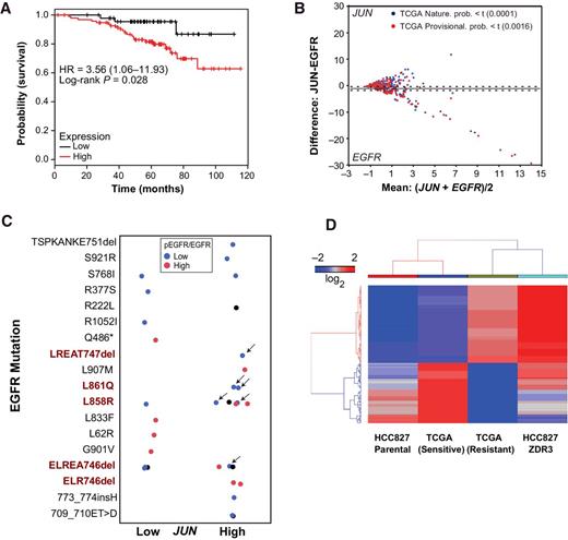 Figure 6. JUN overexpression has clinical relevance. A, Kaplan–Meier analysis of the probability of survival as a function of relative expression of JUN in a cohort of 147 lung adenocarcinoma tumors derived from patients without a smoking history. The 201464_x_at probe set was used for the analysis on KMPLOT (49). B, Correlations of JUN and EGFR expression in independent cohorts of patients with NSCLC (BioPortal, Provisional NSCLC, 2014; ref. 50). Statistical significance was assessed by ANOVA. C, Patients in these two clinical cohorts with mutations in EGFR were selected. Known EGFR-activating mutations are in red text. Normalized JUN RNA-seq read counts and p-EGFR/EGFR values from antibody arrays are plotted as a function of JUN expression. Patients with EGFR-activating mutations, high JUN expression, and low phosphorylation are indicated by arrows. D, Clinical response and gene expression in patients who were responsive or resistant to EGFR-targeted therapy (erlotinib or gefitinib). The genes were subject to hierarchical clustering with the Euclidean distance and average linkage was used for clustering (Spearman rank correlation coefficient of 0.78, P < 0.01). Expression values were calculated as log2 from RNA-seq read counts.