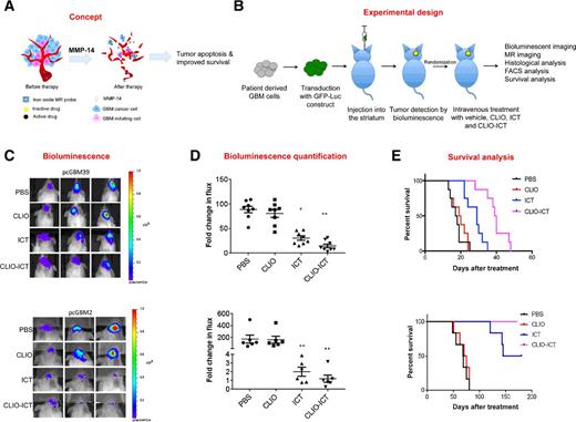 Figure 2. CLIO-ICTs retard GBM growth in vivo. A, Schematic demonstration of CLIO-ICT–mediated anti-GBM effect. In presence of tumor enzyme MMP-14, CLIO-ICT is cleaved to release the active vasculature-disrupting agent, azademethylcolchicine. Activated CLIO-ICT targets tumor vasculature and induces apoptosis in GICs and GBMs, thereby inhibiting GBM growth and improving survival outcomes. B, Schematic representation of experimental design. Tumors were initiated with orthotopic injections of primary human GBM samples (pcGBM39 cells and pcGBM2 cells that express luciferase and GFP-luciferase construct, respectively) into the striatum of NSG mice. Treatment was initiated once the tumors were detected and bioluminescent analyses were performed during and after treatment. C, Bioluminescent in vivo images of tumors in mice treated with CLIO-ICT (0.5 mmol Fe/kg and 80 mg/kg of ICT), ICT (80 mg/kg of ICT), CLIO (0.5 mmol Fe/kg), or vehicle. D, Quantification of the bioluminescent signals. Fold change in total flux represents the ratio: total flux after treatment/total flux before treatment. *, P = 0.0002 and *, P = 0.0003 for pcGBM39 (n = 8) and pcGBM2 (n = 6), respectively, one-way ANOVA. E, Kaplan–Meier survival curves of control and treated mice demonstrate a significant survival benefit of CLIO-ICT as compared with vehicle, log-rank Mantel–Cox test.