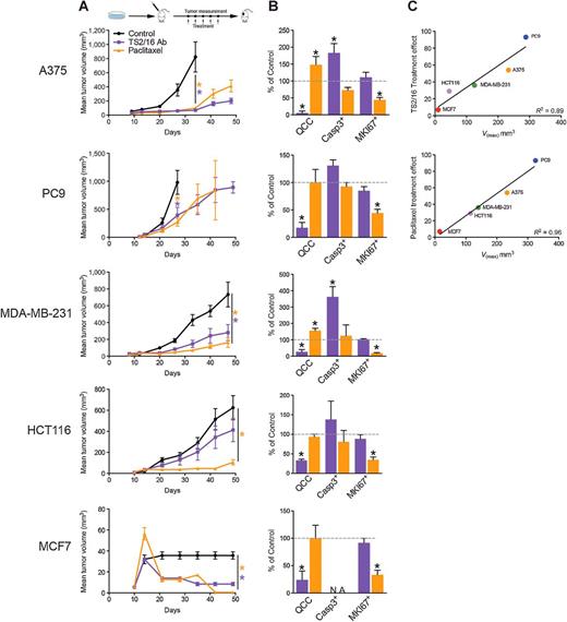 Figure 1. Activation of β1-integrin reduces QCCs and tumor growth in vivo. Mice with subcutaneous tumors were treated with either TS2/16 mAb (18 mg/kg, i.p.; purple) or paclitaxel (20 mg/kg, i.p.; gold) once a week for 5 weeks versus untreated control (black) in 5 different xenograft models (n = 8 mice/arm). Tumor growth (A) and bar graph percentages of QCCs, cleaved-caspase-3+, and MKI67+ cells in TS2/16-treated (purple) or paclitaxel-treated (gold) versus untreated control tumors (B) in different xenograft models is shown. Error bars, mean ± SEM, *, P < 0.05. C, Correlation of maximum velocity of tumor growth (Vmax) versus treatment effect for TS2/16 and paclitaxel.