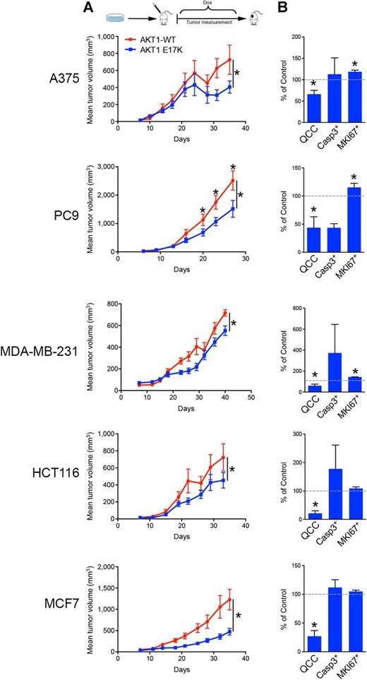 Figure 3. AKT1-E17K reduces QCCs and tumor growth in vivo. Human cancer cells ectopically expressing inducible AKT1-WT or AKT1-E17K were injected into mice, with induction 2 days after injection, in 5 different xenograft models (n = 10 mice/arm). Tumor growth (A) and bar graph percentages of QCCs, cleaved-Caspase3+, and MKI67+ cells in AKT1-E17K versus AKT1-WT tumors (B) in different xenograft models is shown. Error bars indicate mean ± SEM, *, P < 0.05.