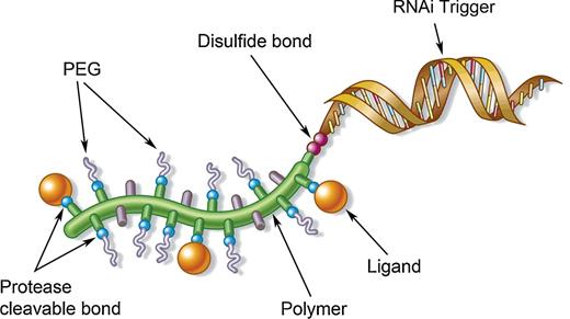 Figure 1. Schematic illustration of RGD-DPC. Polymer EAP (green curve with amine side chains presented as green bars and alkyl groups depicted as purple bars). The amine side chains of EAP are modified with PEG (gray squiggles) or integrin-targeting ligand RGD (orange spheres) via protease-labile bonds (blue spheres). RNAi trigger is attached to the polymer with a linker containing a hindered-disulfide bond (two magenta spheres) as depicted on the end of the polymer. This illustration is used with permission from Rozema and colleagues (28).