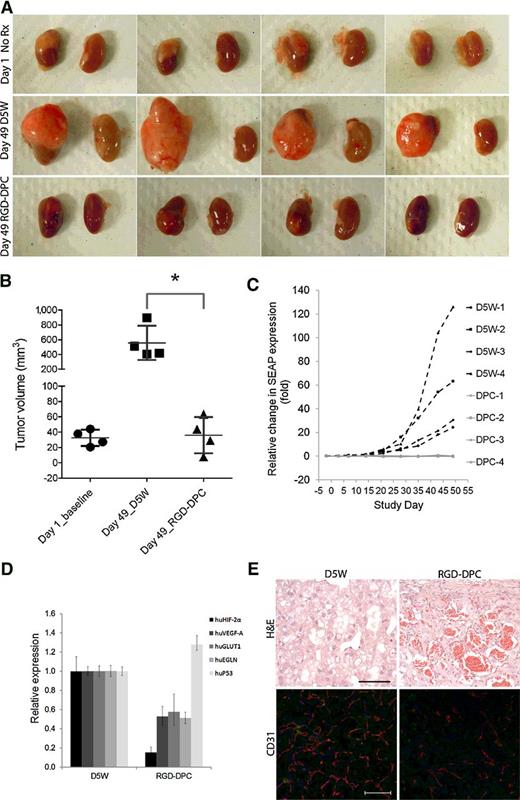 Figure 5. Multidose tumor growth inhibition study in orthotopic A498-SEAP tumor bearing mice. Mice were injected every 2 weeks with either 10 mg/kg RGD-DPC or D5W. A total of 4 doses were administered to 4 mice per group. A cohort of naïve tumor bearing mice was terminated on day 1 (start of study) as baseline reference. Study was terminated on day 49, 1 week after final injection. A, gross tumor morphologies. From each mouse, the kidney implanted with tumor cells is shown on the left and the contralateral kidney without tumor cell implantation is shown on the right. B, tumor volumes calculated with caliper measurements; *, P < 0.05. C, SEAP expression during treatment. The SEAP reporter protein expression was used to monitor tumor growth. Serum was collected weekly. Fold-changes relative to predose levels of each animal are shown. D, HIF2α and HIF2α-regulated VEGF-A, GLUT-1, EGLN3, and p53 mRNA expression. Normalized geometric mean ± SD are shown. *, P < 0.05. E, Tumor histology (H&E) and CD31 staining. Representative images are shown. Scale bar for H&E = 100 μm, CD31 staining = 50 μm.