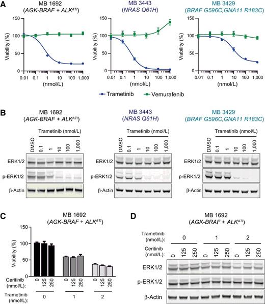 Figure 3. Melanoma cells respond to targeted MEK inhibition against other oncogenic drivers. A, MB 1692, MB 3443, and MB 3429 cells were treated with increasing concentrations of a MEK inhibitor (trametinib) or mutant BRAF specific inhibitor (vemurafenib). Viability was analyzed after 72 hours and normalized to DMSO-treated controls. B, Cells were treated with increasing concentrations of trametinib for 2 hours and analyzed by immunoblotting. C, MB 1692 cells were treated with increasing concentrations of ceritinib alone or in combination with 1 nmol/L or 2 nmol/L trametinib. Viability was analyzed after 72 hours and normalized to nontreated controls. D, MB 1692 cells were treated with the indicated concentrations of trametinib and/or ceritinib for 2 hours and analyzed by immunoblotting. For all viability results, error bars represent SEM of three technical triplicates.