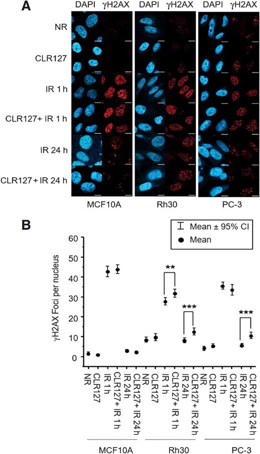 Figure 3. Immunofluorescence microscopy was performed with anti-γH2AX antibody to visualize the DNA repair process. A, top, scale bar: 10 μm. The datapoints B, bottom represent mean values of γH2AX foci per nucleus, while the error bars show 95% confidence intervals. With the combined treatment of IR and CLR127, quantification of γH2AX foci revealed there are significant increase of mean foci count in cancer cell lines Rh30 and PC-3 at 24 hours compared to the samples treated with IR only (**, P < 0.01; ***, P < 0.001). Normal cell MCF10A did not show significant changes in foci number across all time points. NR, no irradiation; IR, irradiated.