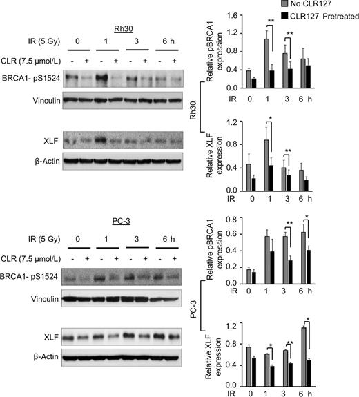 Figure 4. Effect of CLR127 (CLR) and radiation on DNA damage repair proteins pBRCA1 and XLF in vitro. Cells were treated with or without 7.5 μmol/L CLR for 16 hours and exposed to 5 Gy radiation. Cells were collected directly before radiation (0 hour), and at 1, 3, and 6 hours (h) and subjected to Western blotting. The obtained bands were quantified relative to β-actin (XLF) or vinculin (pBRCA1) loading control using ImageJ software. Left row: Representative Western blots shown. Right: Wide bars show mean relative pBRCA1 and XLF expression, respectively. Bars show mean values of three independent experiments, small bars depict SE. Statistical differences were calculated with Student two-tailed t test (*, P ≤ 0.05; **, P ≤ 0.01).