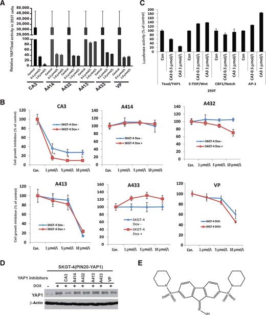 Figure 1. Identification of novel YAP1 inhibitor CA3 and determination of its effects on YAP1 high esophageal adenocarcinoma cells. A, YAP1/TEAD activity was determined by cotransfection of Gal4-Tead and 5XUAS-luciferase and YAP1 cDNA in 293T cells and then treated with novel YAP1 inhibitors-CA3, A414, A432, A413, A433 and verteporfin; luciferase reporter activity was measured after 48 hours of transfection. B, Cell growth of SKGT-4 (PINYAP120) cells with (DOX+) or without (DOX−) YAP1 induction treated with CA3, A414, A432, A413, A433, and verteporfin as indicated dosage was determined by using the CellTiter Aqueous One Solution Cell Proliferation Assay Kit as described in Materials and Methods. C, Luciferase activities of YAP1/Tead, Super-TOP/Wnt, CBF1/Notch, and AP-1 were determined by cotransfection of their respective promoter plasmids and Renilla into 293T cells and then treated with CA3 at 0.5 and 1 μmol/L; luciferase reporter activities were measured after 48 hours of transfection. For all experiments, values shown represent the mean and SD of at least triplicate assays, Experiments were repeated at least three times. D, Expression of YAP1 in SKGT-4 DOX+ treated with CA3, A414, A432, A413, A433, and verteporfin was determined by immunoblotting. E, Chemical structure of CA3 was denoted.