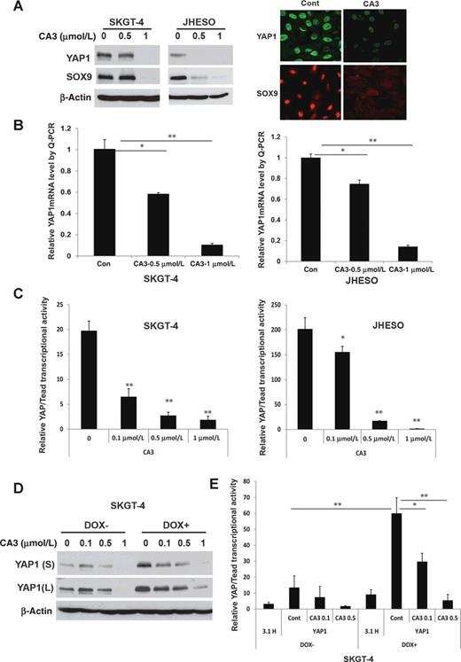 Figure 3. CA3 inhibits YAP1 expression and transcriptional activity in esophageal adenocarcinoma cell lines, especially those with high YAP1. A, Cell lysates from SKGT-4 and JHESO esophageal adenocarcinoma cells treated with CA3 at indicated dosage were selected for immunoblotting analysis for YAP1 and SOX9 (left). Immunofluorescent staining of YAP1 and SOX9 in JHESO cells was observed by confocal microscopy (right). B, YAP1 mRNA levels were determined by qRT-PCR in SKGT-4 and JHESO esophageal adenocarcinoma cells treated with CA3 at indicated dosage. C, YAP1/Tead transcriptional activity was determined by cotransfection of Gal4-Tead and 5XUAS-luciferase and YAP1 cDNA in SKGT-4 and JHESO esophageal adenocarcinoma cells and then treated with CA3 at indicated dosage. Luciferase reporter activity was measured after 48 hours of transfection. For all experiments, values shown represent the mean and SD of at least triplicate assays (*, P < 0.05; **, P < 0.01). D and E, YAP1 expression (D) and transcriptional activity (E) were determined by immunoblotting or cotransfection of Gal4-Tead and 5XUAS-luciferase and YAP1 cDNA in SKGT-4 DOX− and DOX+ cells treated with CA3 at dosage indicated.