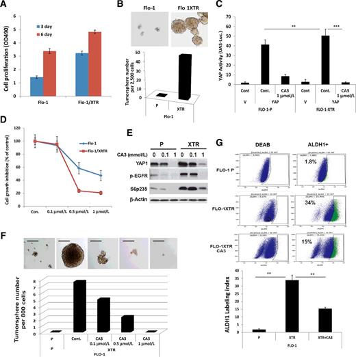 Figure 4. CA3 preferentially inhibits CSC properties enriched in radiation-resistant esophageal adenocarcinoma cells. A, The cell proliferation and viability (OD 490) were measured in Flo-1 and Flo-1 XTR, the radiation-resistant cells at days 3 and 6 using MTS assay, respectively, as described in Materials and Methods. B, Representative images (top) and quantification (low) of tumor sphere formation in Flo-1 and Flo-1 XTR cells are demonstrated. C, YAP transcriptional activity was determined by cotransfection of Gal4-Tead and 5XUAS-luciferase and YAP1 cDNA in Flo-1-P and Flo-1 XTR cells treated with CA3 at dosage indicated, D, Cell growth inhibition in both Flo-1-P and Flo-1 XTR cells treated with CA3 at dosage indicated was determined using MTS assay as described in Materials and Methods. E, Immunoblotting for YAP1 and phospho-EGFR and phospho-S6 in Flo-1-P and Flo-1 XTR cells treated with CA3 at dosage indicated. F, Representative images (top) and quantification (low) of tumor sphere formation in Flo-1 and Flo-1 XTR cells treated with CA3 at dosage indicated. Experiments were repeated three times. G, Flo-1, Flo-1 XTR, and Flo-1 XTR cells treated with CA3 at 0.5 μmol/L for 48 hours and then labeling with ALDH1 using ALDH1 Labeling Kit.