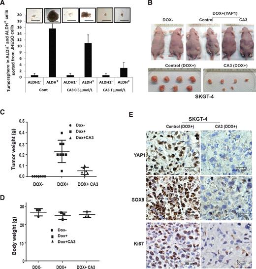 Figure 5. CA3 suppresses ALDH1+ cell tumor sphere and exerts strong antitumor effects in inducible high YAP xenograft model. A, ALDH1+ or ALDH1− cells were sorted from JHESO esophageal adenocarcinoma cells and tumor sphere assays were done in the sorted cells and CA3 added at 0.5 μmol/L at the beginning of the tumor sphere culture. After 8 to 10 days of culture, the tumor sphere numbers formed were counted under microscope. Representative fields (top) and the bar graph (low) are demonstrated. B–D, SKGT-4 (PIN20YAP1) cells with (DOX+) or without (DOX−) YAP1 induction were inoculated into nude mice of both sites (n = 5/group). Representative tumors after 6 weeks are shown (B). Tumor weight (C) and body weight (D) were calculated as described in Materials and Methods after 6 weeks. E, IHC for YAP1, SOX9, and Ki67 was performed in mouse tumor tissues derived from xenograft nude mice. Scale bar, 50 μm; magnification, ×200.