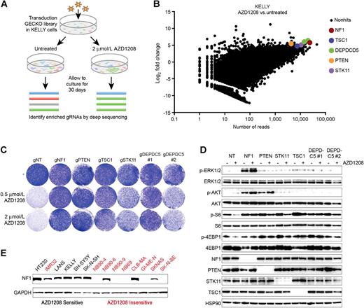 Figure 3. A CRISPR-Cas9 genetic screen identifies mediators of PIM inhibitor resistance. A, Schematic outline of the resistance screen. KELLY cells were infected with the genome-wide GECKO library A and cultured in the presence or absence of 2 μmol/L AZD1208. After 30 days, genomic DNA was isolated, gRNA sequences were PCR amplified, and the abundance of each gRNA in the treated versus untreated condition was determined by next-generation sequencing. B, The screen identifies loss of NF1 and genes regulating AKT/mTOR signaling as potential resistance mechanisms. The x-axis depicts the average number of sequencing reads in the untreated versus treated samples. The y-axis depicts the log2 fold change in abundance of gRNAs in the treated versus untreated population. A log2 fold change of 5 was used as cutoff to select hits. C, CRISPR-Cas9–mediated knockout of NF1, PTEN, TSC1, STK11, or DEPDC5 induces resistance to AZD1208. KELLY cells were plated in 6-well plates and treated with AZD1208. Drug-containing medium was refreshed every 3 days. Cells were fixed, stained, and scanned when untreated wells reached confluency (n = 3). D, CRISPR-Cas9–mediated knockout of NF1, PTEN, TSC1, STK11, or DEPDC5 results in sustained mTOR signaling upon PIM inhibition. KELLY cells were treated with 2 μmol/L AZD1208 for 48 hours, followed by Western blot analysis (n = 3). E, NF1 loss correlates with AZD1208 resistance in a panel of neuroblastoma cell lines. Western blot analysis of lysates generated from 14 neuroblastoma cell lines.