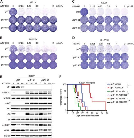 Figure 4. NF1 loss induces PIM inhibitor resistance. A–D, NF1 loss results in resistance to AZD1208 and PIM-447 in a colony formation assay. KELLY and SH-SY5Y cells were plated in 6-well plates and treated with increasing concentrations of AZD1208 or PIM-447. Drug-containing medium was refreshed every 3 days. Cells were fixed, stained, and scanned when untreated wells of each particular cell line reached confluency (n = 3). E, NF1 knockout results in enhanced MAPK and AKT signaling and sustained mTOR signaling upon PIM inhibition. KELLY cell lines were treated with 2 μmol/L AZD1208 for 0, 24, and 48 hours, followed by Western blot analysis (n = 3). F, PIM inhibition suppresses tumor growth of NF1 wild-type KELLY cells in a xenograft model. KELLY cells (1 × 106 cells) were subcutaneously implanted in NMRI mice. Once tumors were established (80 mm3), animals were treated with vehicle or AZD1208 (90 mg/kg).