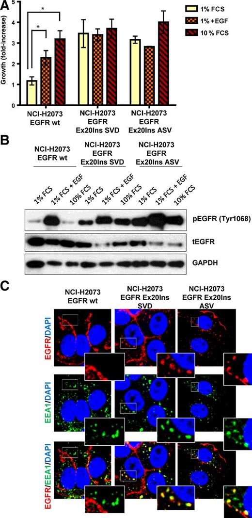 Figure 1. EGFR Ex20Ins induce proliferation independent of EGF ligand and are constitutively internalized in endosomal compartment. A, Proliferation (n = 3; *, P < 0.01) and B, pEGFR and tEGFR level of the H2073-WT, H2073-SVD, and H2073-ASV cells grown in low (1%) serum with or without addition of EGF or in regular (10%) serum. C, Confocal sections of H2073-WT, H2073-SVD and H2073-ASV cells stained for EGFR (red), EEA1 (green) and DAPI (blue). Scale bar, 10 μm.