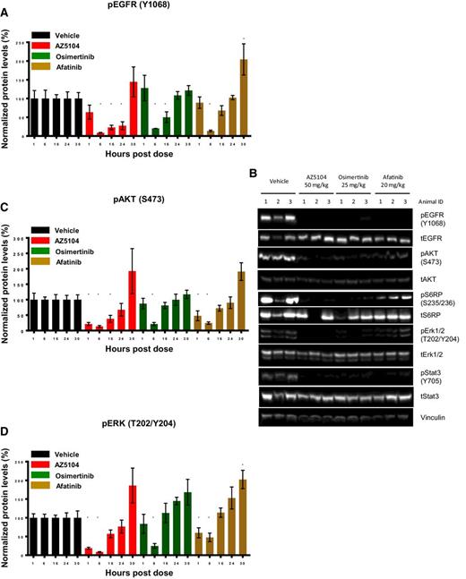 Figure 4. Osimertinib and AZ5104 treatment results in strong inhibition of pEGFR and downstream signaling. A, Quantification of the ratio pEGFR: tEGFR determined by ELISA on tumors collected 1, 6, 16, 24, and 30 hours following one dose of either vehicle, osimertinib 25 mg/kg once daily, AZ5104 50 mg/kg once daily, or afatinib 7.5 or 20 mg/kg once daily. Data are represented as mean ± SEM (n = 4 for vehicle and treated groups). B, Immunoblot of representative individual tumors from the 6-hour time point with the indicated antibodies. C, Quantification of the level of pAKT or (D) pERK1/2 determined by immunoblot on tumors collected 1, 6, 16, 24, and 30 hours following one dose of either vehicle, osimertinib, AZ5104 or afatinib. Data are represented as mean ± SEM (n = 4 for vehicle and treated groups). *, P < 0.05.