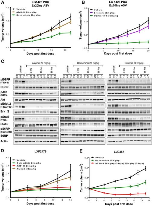 Figure 5. Osimertinib and AZ5104 induce significant tumor growth inhibition in three PDX models carrying different Ex20Ins mutations. Tumor growth inhibition following no treatment or (A) daily dosing of osimertinib at 25 mg/kg and afatinib 20 mg/kg or (B) daily dosing of osimertinib at 25 mg/kg and erlotinib at 50 mg/kg in the subcutaneous PDX (LG1423) model harboring the V769_D770InsASV. C, Immunoblot of individual LG1423 tumors at relevant time points following a single dose of afatinib, osimertinib or erlotinib vs. no treatment. D, Tumor growth inhibition following daily dosing of vehicle, osimertinib at 25 mg/kg, AZ5104 at 25 mg/kg or afatinib at 20 mg/kg in the subcutaneous LXF2478 PDX model harboring the M766_A767insASV mutation. E, Tumor growth inhibition following daily dosing of vehicle, osimertinib at 25 mg/kg or AZ5104 at 50 mg/kg in the subcutaneous LU0387 PDX model harboring the H773_V774insNPH mutation.