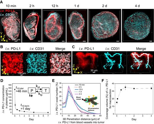 Figure 2. 3D spatial pharmacokinetics of anti–PD-L1 antibody drug in tumors. A, 3D rendering of macrosections of TUBO tumors collected at 10 minutes, 2 hours, 12 hours, and 1, 2, and 4 days after intravenous injection of fluorescent anti–PD-L1 antibody (red). Tumor blood vessels (cyan) in the macrosections were stained by intravenous injection of fluorescent anti-CD31 antibody. Scale bar, 500 μm. B, Heterogeneity of anti–PD-L1 antibody drug extravasation through blood vessels in the tumor collected at 10 minutes postinjection. C, 3D vascular penetration of anti–PD-L1 antibody drug. High-resolution 3D images were obtained from the tumor collected at 10 minutes postinjection. D, Concentration kinetics of anti–PD-L1 antibody in plasma (n = 4, mean ± SD). Data were fitted to a two-compartment model (y = A1e(-x/t1) +A2e(-x/t2)). Insert represents two-compartment model [plasma (P), tissue (T), rate constants (kpt, ktp, k), half-time for distribution and termination (t1/2, dist and t1/2, term)]. E, 3D tumor penetration distance profiles of anti–PD-L1 antibody away from CD31+ blood vessels at different time points after injection (n = 3 for each time point, merged distance data derived from total intravenous PD-L1 voxels in macrosections). Insert illustrates 3D tumor penetration distance of antibody drug from blood vessels. F, Distribution kinetics of anti–PD-L1 antibody coverage of macrosection volume at the different time points (n = 3 for each time point, mean ± SD).