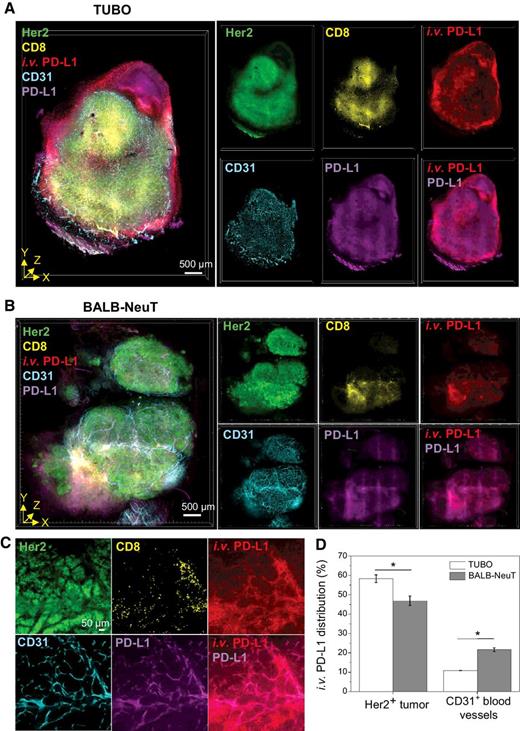 Figure 4. T3 analysis of anti–PD-L1 antibody distribution in tumor microenvironment with different PD-L1 expression patterns. A and B, 3D rendering of tumor perfusion of anti–PD-L1 antibody (red). At 1 day after fluorescent anti–PD-L1 antibody injection to TUBO (A) and BALB-NeuT (B) tumor mouse models, the tumors were excised, lightly fixed, sectioned, and immunostained for Her2 (green), CD8 (yellow), CD31 (cyan), and PD-L1 (magenta). Scale bar, 500 μm. C, 2D optical section images of BALB-NeuT tumor show PD-L1 expression in CD31+ vascular endothelium and colocalization of intravenous anti–PD-L1 with PD-L1+CD31+ microvessels. Scale bar, 50 μm. D, Relative quantification of microvessel anti–PD-L1 distribution (%) into Her2+ tumor and CD31+ vascular endothelium in the TUBO and BALB-NeuT tumor macrosections (n = 3, mean ± SEM). *, P < 0.01.