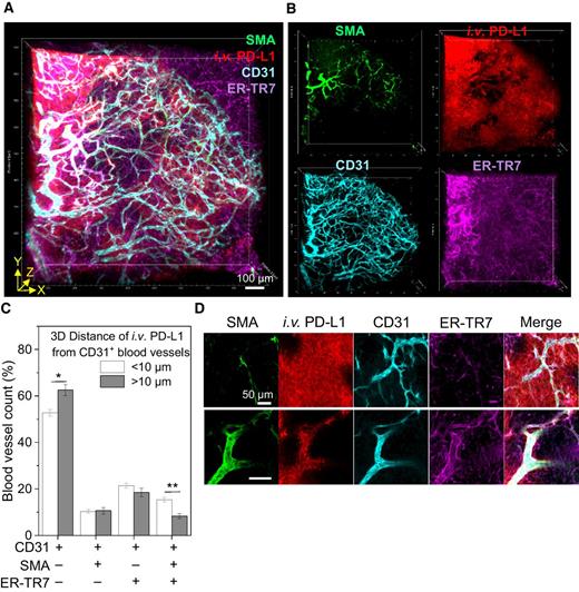 Figure 5. Vascular permeability to anti–PD-L1 antibody drug transport. A, 3D rendering of tumor perfusion of anti–PD-L1 antibody (red) through tumor microvessels immunostained for SMA+ smooth muscle cells, CD31+ endothelium, and ER-TR7+ fibroblasts. Tumors were harvested at 10 minutes after fluorescent anti–PD-L1 antibody injection, lightly fixed, sectioned, and immunostained. Scale bar, 100 μm. B, 3D single channel images for each vascular cell marker and antibody drug. C, Relative quantification of permeability of different types of microvessels with regards to anti–PD-L1 transport to tumor (n = 6, total blood vessels in three random 3D volume images in two macrosections, mean ± SEM). Mean 3D tumor penetration distance (10 μm) of anti–PD-L1 antibody at 10 minutes after injection was used as a guideline to determine high and low permeability of microvessels composed of different vascular cells. *, P < 0.05; **, P < 0.001. D, 2D optical section images show representative high and low permeability of CD31+-only and SMA+CD31+ER-TR7+ microvessels, respectively, with regards to anti–PD-L1 antibody transport to tumors. Scale bar, 50 μm.