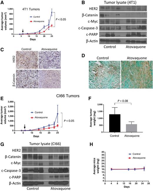 Figure 5. Atovaquone suppresses the growth of 4T1 and CI66 breast tumors and inhibits HER2/β-catenin signaling in vivo. A, About 0.07 × 106 4T1 and 0.1 × 106 CI66 breast cancer cells were injected orthotropically in the right and left mammary fat pads of 4- to 6-week-old Balb/c female mice. Mice were given 30 mg/kg of atovaquone by oral gavage every day till day 25. A, Tumor growth curve of 4T1 cells. Values were plotted as mean ± SEM. B, Orthotropically implanted 4T1 tumors were removed aseptically after terminating the experiments. Tumors were homogenized, lysed, and analyzed for HER2, β-catenin, c-Myc, c-caspase-3, and c-PARP. Blots were stripped and reprobed with actin antibody to verify equal protein loading; each lane of blot represents tumor from individual mouse. C, Tumors were sectioned and immunostained for HER2, β-catenin, and c-caspase-3. D, Representative images from control- and atovaquone-treated 4T1 tumors by TUNEL assay. E, Tumor growth curve of CI66 cells. Values were plotted as mean ± SEM. F, Effect of atovaquone on CI66 tumor weight. G, CI66 tumors were minced, lysed, and analyzed for HER2, β-catenin, c-Myc, c-caspase-3, and c-PARP. Each band represents tumor from individual mouse. H, Weight of the mice during the study.
