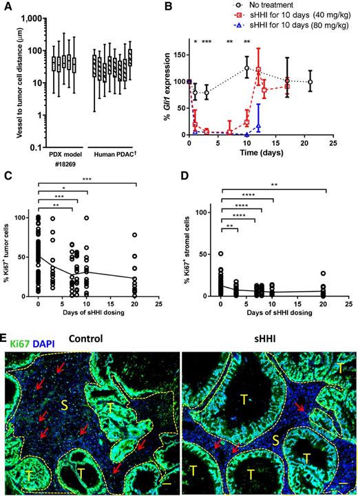 Figure 1. Characteristics of PDX model and responses to sHH inhibition. A, Microvessel-to-tumor cell distance. The distance from each CD31+ microvessel to the five nearest tumor cells was measured for the PDX model #18269, and the mean value is reported. Center bar is the median, box represents range of the median 50%, and vertical bars show the minimum and maximum. †For comparison, data for human PDAC tumors are replotted from (4). B–D, Asterisks indicate statistically significant differences from control, based on post hoc unpaired t test with Welch correction for unequal sample numbers and variances: *, P ≤ 0.05; **, P ≤ 0.01; ***, P ≤ 0.001; and ****, P ≤ 0.0001; other statistical testing as indicated below. B, Time course of murine (stromal) Gli1 expression inhibition by sHHI. NVP-LDE225 (40 mg/kg/day) was administered p.o. daily to tumor-bearing mice for 10 days. One-way ANOVA: group means differ at P = 0.0003. Quantification of proliferating cells during 20 days of sHHI treatment in (C) tumor regions and (D) stromal regions. Regions were segmented manually based on a DIC image of each fluorescence field. Each time point consisted of n = 3 mice in the sHHI treatment group and n = 12 mice in the control group (time = 0). Symbols show the data for 5 random fields (20X objective) from each tumor sample in each group. One-way ANOVA, P = 0.0002 (C); P = 0.0001 (D). E, Typical image of Ki67 proliferation antigen staining (green); cell nuclei were counterstained with DAPI (blue). (S), stromal areas outlined with yellow dashed line; (T), tumor cell regions. Red arrows, representative Ki67+ cells in stroma. Scale bar, 100 μm.