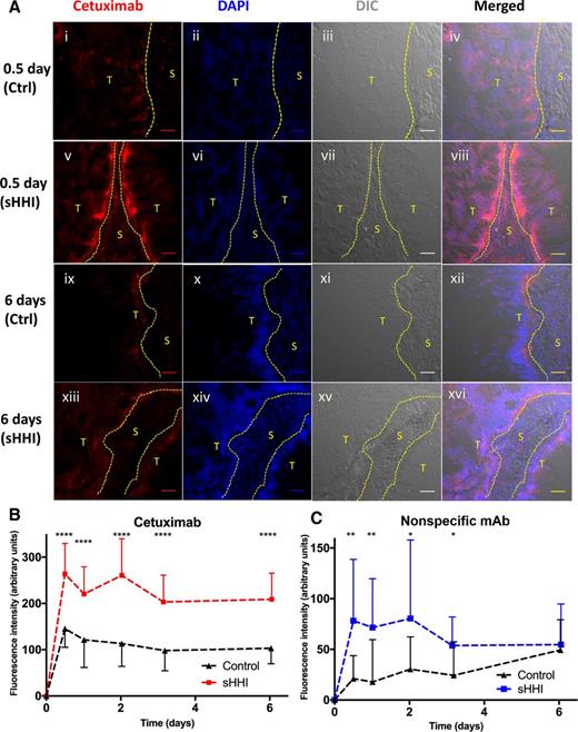 Figure 5. Effect of sHHI priming on antibody deposition in tumors. Mice bearing tumor #18269 were treated as described in Fig. 2; 7 days after initiation of treatment, targeted mAb (cetuximab; 7.0 mg/kg) and nontargeted mAb (8C2; 3.9 mg/kg), labeled with complementary fluorophores (Alexa Fluor 647 and Alexa Fluor 350), were injected i.v. Mice (n = 3/group) were sacrificed at intervals. Vehicle or sHHI treatment continued throughout the experiment. Tissue sections were counterstained with DAPI and, after manually segmenting images into tumor (T) and stromal (S) regions based upon a DIC image of each field, antibody fluorescence was quantified in 5 to 7 random fields per section from each of 3 mice per treatment group. A, Cetuximab deposition in tumor cell vs. stromal regions 0.5 or 6 days after treatment with sHHI or vehicle. Red: Alexa Fluor 647–labeled cetuximab bound to EGFR on tumor cells. Blue: DAPI; panels i–iv: 0.5 days after cetuximab administration to controls or (v–viii) sHHI-treated animals; panels ix–xii: 6 days after cetuximab administration to controls or (xiii–xvi) sHHI-treated animals. Scale bar, 50 μm. B, Pharmacokinetics of cetuximab deposition in tumor cell regions in control (black/triangles) and sHHI-treated (red/squares) animals. C, Pharmacokinetics of nontargeted mAb (8C2; anti-topotecan) deposition in tumor cell areas in control (black/triangles) and sHHI-treated (blue/squares) animals. Error bar is half-sized SD for clarity; symbol represents mean. Statistical analysis by unpaired t test with Welch correction: *, P ≤ 0.05; **, P ≤ 0.01; ***, P ≤ 0.001; and ****, P ≤ 0.0001.