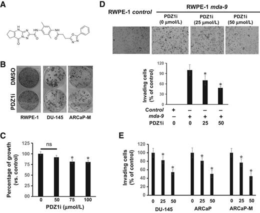 Figure 1. Effect of PDZ1i on growth and invasion. A, Chemical structure of PDZ1i. B, The indicated cells were treated with DMSO or PDZ1i (50 μmol/L) and plated at low density (50 cells/6-well plate). Every third day media containing DMSO or PDZ1i were replaced. Colonies were stained after 3 weeks. Representative photomicrographs are shown. C, MTT assays were done to test the activity of PDZ1i on immortal human prostate epithelial cell growth. Data presented as the percentage of antiproliferation activity of PDZ1i compared with the DMSO-treated group. D, The designated cells were treated with DMSO or PDZ1i (25 or 50 μmol/L) and invasion was determined using a modified Boyden Chamber assay (BD Biosciences). RWPE-1 control or mda-9: control plasmid or mda-9 transiently overexpressing RWPE-1 cells. Photomicrographs were taken at ×10 magnification. E, Different prostate cancer cells (25,000 cells/well) were pre-treated with either DMSO (vehicle) or PDZ1i (dose as indicated) and invasion ability was assayed using a modified Boyden Chamber according to the manufacturer's instructions. In both (D and E), quantification of the results of three independent experiments are provided in the graphs. The data are the mean ± S.D. *, represents statistical significance from the corresponding control group.