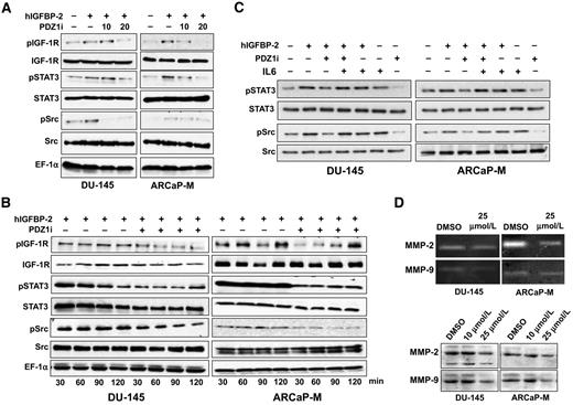 Figure 3. PDZ1i influences the MDA-9/Syntenin/IGF-1R/STAT3 signaling axis. A, Cells were growth starved for 24 hours and treated with either DMSO or PDZ1i (dose indicated in μmol/L) for 6 hours. Cells were treated with human recombinant IGFBP-2 (hIGFBP-2, 10 ng/mL) for 2 hours, lysates were prepared and Western blotting analysis was conducted with specific antibodies. B, Cells were serum-starved for 24 hours and treated with either DMSO or PDZ1i (20 μmol/L) for 6 hours. Cells were treated with human recombinant IGFBP-2 (hIGFBP-2, 10 ng/mL) for different times (30 to 120 min), cell lysates were prepared and subjected to Western blotting. C, Cells were serum-starved for 24 hours and treated with either DMSO or PDZ1i (20 μmol/L) for 6 hours. Cells were treated with human recombinant IL-6 (1 ng/mL) and/or hIGFBP-2 for 2 hours, cell lysates were prepared and analyzed by Western blotting. D, The indicated cells were treated with DMSO or PDZ1i (25 μmol/L) for 24 hours. Tumor-derived conditioned media were subjected to Zymography (top) for enzymatic activity and Western blotting analysis (bottom) for the expression of MMP-2 and MMP-9.