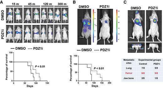 Figure 5. PDZ1i suppresses prostate cancer metastasis and tumor progression. A, Representative temporal BLI images of DMSO- or PDZ1i–pre-treated ARCaP-M-Luc cells injected intravenously into athymic nude mice. B, Effect of PDZ1i in an experimental metastasis model. Athymic nude mice were injected intravenously with (n = 5, each group) ARCaP-M-Luc (1 × 106 cells in 100 μL saline). Mice received either vehicle or PDZ1i every alternate day (9 injections during the first three months) and maintained until they required euthanization. Representative BLI image (at day 45) is presented in the top. Kaplan–Meier survival curve was prepared using GraphPad software and is presented in the bottom. C, PC-3ML-Luc cells were injected through intracardiac route in athymic nude mice. Vehicle or PDZ1i was administered by intraperitoneal injection every alternate day (total 3 injections during the first week, total 9 injections within first 3 weeks). BLI imaging was performed at day 36 to monitor metastases. Representative BLI images from each experimental group are presented (top). The metastatic incidence in different sites is presented (bottom).