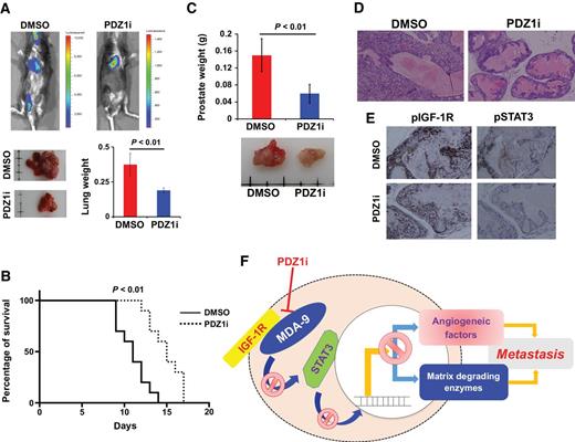 Figure 6. PDZ1i can efficiently inhibit tumor progression in immunocompetent mice. A and B, RM1-Luc cells were injected through intracardiac route in C57BL/6 mice. Vehicle or PDZ1i was administered intraperitoneally every alternate day [in (A), total 3 injections during the first week; in setting B, mice received vehicle/drug until they were euthanized]. BLI imaging was performed at day 7 (A, top) and the animals were sacrificed on day 14. Lungs were photographed and presented in the bottom left. Average tumor weight is provided in the bottom right. B, Kaplan–Meier survival curve was prepared using GraphPad software. C, Graphical representation of the average prostate weights from control and PDZ1i-treated Hi-Myc mice (top). Photographs of the prostates from mice receiving either vehicle (control) or PDZ1i (bottom). D and E, Photomicrographs representing the histological changes (D) or the expression of indicated proteins (E) in prostate sections obtained from 6-month-old Hi-Myc mice receiving either vehicle (control) or PDZ1i. F, MDA-9/IGF-1R/STAT3 stimulates overall metastasis by upregulating invasion and angiogenesis processes (through enhancing expression of various genes) in prostate cancer cells. The impacts of PDZ1i in these processes are presented schematically.