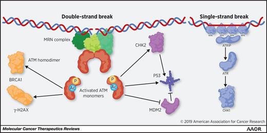 Figure 1. ATM functions and other related pathways for DNA repair. ATM is recruited to DSBs by the MRN complex through direct interaction of NSB1 with ATM's HEAT repeats. ATM is then activated through autophosphorylation, and acetylation by TIP60; this activation allows ATM to dissociate to the active monomeric state. ATM monomers can then signal for DNA repair through BRCA1 and γ-H2AX. ATM can also signal for cell-cycle arrest and/or apoptosis through the activation of p53 through direct phosphorylation and indirect activation through CHK2 and MDM2. In parallel, ATR is recruited to long stretches of single-strand DNA caused by single-strand breaks, the resection of DSBs, or replication stress. PARP1 is another factor that is critical for the repair of single-strand breaks.
