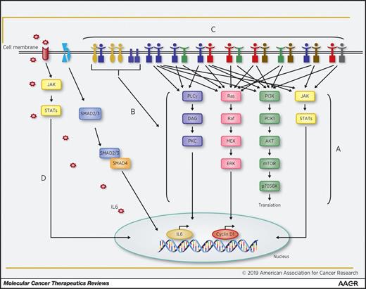 Figure 1. Resistant mechanisms of EGFR-targeted therapy. The following molecular activities will result in bypassing EGFR blockade: (A) Activation mutations or amplification of EGFR downstream signaling effectors; (B) Overexpression of MET proto-oncogene and expression of EGFR variant III; (C) Heterodimerization between EGFR family members; and (D) Activation of TGFβ–IL6 axis.