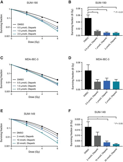 Figure 2. Clonogenic survival of IBC cell lines decreases with olaparib treatment. Olaparib treatment results in a dose-dependent reduction in survival fraction of SUM-190 (A), MDA-IBC-3 (C), and SUM-149 (E) cell lines. Representative data from single experiments are shown for each cell line. The surviving fraction of cells after 6 Gy (B, D, F) was calculated as the mean of 3 independent experiments and depicted ± SEM for each cell line (*, P < 0.05; **, P < 0.01).