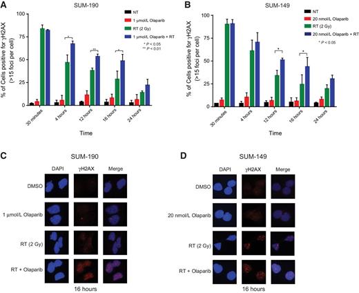 Figure 3. Radiation in combination with the PARPi leads to persistence of DNA damage in IBC cell lines. Immunofluorescence microscopy was used to measure γH2AX foci in SUM-190 (A) and SUM-149 (B) cells. Cells were pretreated for 1 hour with olaparib and fixed at 0.5, 4, 12, 16, and 24 hours after radiation, then stained for DAPI and γH2AX. Cells containing ≥15 foci were scored as positive. In SUM-190 cells at 4, 12, and 16 hours, there were significantly higher levels of cells positive for γH2AX for those treated with the combination of 2 Gy radiation and 1μmol/L olaparib compared with cells treated with 2 Gy radiation alone. In SUM-149 cells, 20 nmol/L olaparib and 2 Gy radiation results in a higher percentage of γH2AX positive cells compared with cells treated with radiation alone at both 12 and 16 hours. Representative images of γH2AX foci in SUM-190 (C) and SUM-149 (D) cells at 16 hours are shown for all treatment groups. Graphs represent the average of 3 independent experiments ± SD (*, P < 0.05).