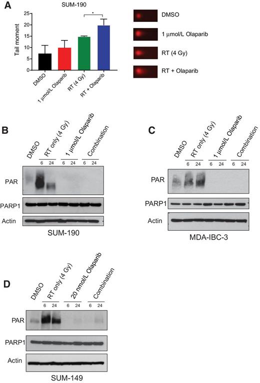 Figure 4. PARPi increases dsDNA breaks and significantly decreases PAR formation in IBC cell lines. Neutral comet assay in SUM-190 cells (A) shows higher levels of dsDNA damage at 4 hours in cells treated with radiation and olaparib compared with untreated cells or cells treated with RT or olaparib alone (*, P < 0.05). Graphs represent the average of 3 independent experiments ± SD and representative images for each treatment are shown. In SUM-190 (B) and MDA-IBC-3 (C) cells, radiation induced DNA damage causes an increase in PAR formation at both 6 and 24 hours after 4 Gy radiation. In the combination group that receives a 1-hour pretreatment of 1μmol/L olaparib before radiation, PAR formation is significantly lower at 6 and 24 hours after RT. In SUM-149 (D) cells, this same trend can be observed at a much lower dose of olaparib (20 nmol/L). Although the enzymatic activity of PARP1 is efficiently inhibited at these doses, total levels of PARP are not significantly different across the treatment conditions.