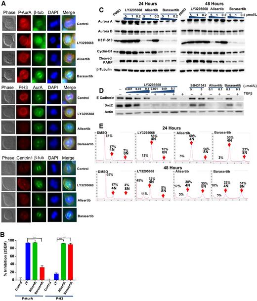Figure 3. LY3295668 Aurora A (AurA) inhibition–induced mitotic arrest leads to apoptosis, not polyploidy. A, Immunofluorescent staining on mitotic spindle (β-tubulin), Aurora A, Aurora P-Thr288, histone H3 P-Ser10, and Centrin 1 localization on Hela cells treated with 1 μmol/L of LY3295668, alisertib, or barasertib for 24 hours. B, Quantification of P-Aurora A and P-H3 inhibition by the Aurora inhibitors from three repeated immunofluorescence experiments. Statistical significance is indicated by ***P < 0.001. C, Western blot analysis on mitotic and apoptosis markers with HeLa cells treated by indicated Aurora inhibitors for 24 (left) and 48 (right) hours. D, Western blot analysis on mesenchymal marker E-cadherin and stemness marker Sox2 in NCI-H358 cells. E, DNA histogram by flow cytometry on mitotic arrest and tetraploidy induction from indicated Aurora inhibitor treatment. HeLa cells were treated with 1 μmol/L of each compound for 24 (top) or 48 (bottom) hours.