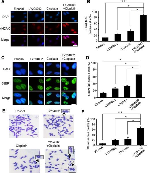 Figure 2. The combinative treatment of cisplatin (7.5 μmol/L) and LY294002 (20 μmol/L) led to the accumulation of DNA damage. A, The activation of γ-H2AX was detected by immune staining of A549 lung cancer cells treated with cisplatin (7.5 μmol/L) and LY294002 (20 μmol/L) for 24 hours. Scale bars, 10 μm. B, A statistical analysis of A. *, P < 0.05, **, P < 0.01, vs. control group. C, Cell staining to determine 53BP1 foci in A549 cells treated with cisplatin (7.5 μmol/L) and LY294002 (20 μmol/L)for 24 hours. Scale bar, 10 μm. D, A statistical analysis of C. *, P < 0.05, vs. control group. The above data represent mean ±SD from three independent assays. E, Effect of the combinative treatment of cisplatin (7.5 μmol/L) and LY294002 (20 μmol/L) on genome instability. Shown are representative chromosome counting images of metaphase cells, indicating the chromosomal breakage. F, A statistical analysis of G. *, P < 0.05, **, P < 0.01, vs. control group. A total of 100 metaphase cells were scored.
