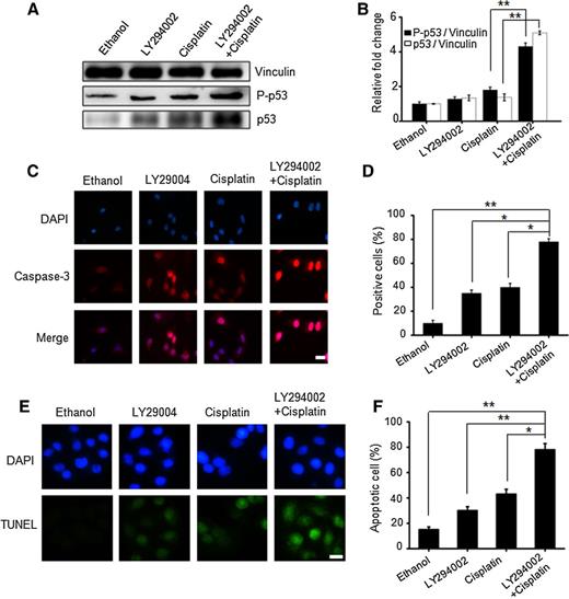 Figure 3. Inhibition of AKT activity enhanced the cisplatin-induced cell apoptosis in A549 lung cancer cells. A, P53 and its phosphorylated form were induced in A549 lung cancer cells treated with cisplatin (7.5 μmol/L) and LY294002 (20 μmol/L) for 24 hours. B, A statistical analysis of A. **, P < 0.01, vs. control group. The above data represent means ± SD from three independent assays. C, The activation of caspase-3 was detected by immune staining of A549 lung cancer cells treated with cisplatin (7.5 μmol/L) and LY294002 (20 μmol/L) for 24 hours. Scale bar, 10 μm. D, A statistical analysis of C. *, P < 0.05, **, P < 0.01, vs. control group. The above data represent mean ± SD from three independent assays. E,TUNEL assay of apoptotic changes in A549 cells induced by LY294002 (20 μmol/L) and cisplatin (7.5 μmol/L) for 24 hours. Scale bar, 10 μm. F, A statistical analysis of E. *, P < 0.05, **, P < 0.01, vs. control group. The above data represent mean ±SD from three independent assays.