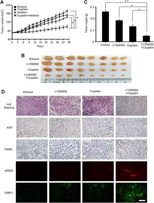 Figure 4. Antitumor effects of the combination of LY294002 and cisplatin on A549 xenograft tumor mice. A, Comparison of tumor progression induced by A549 cells after treatment with LY294002 (50 mg/kg) or LY294002 (50 mg/kg) in combination with cisplatin (25 mg/kg). Animal models were prepared by injecting A549 cells subcutaneously into the right flank of nude mice. Error bars represent SEMs, and the statistical significance was determined by paired t test. *, P < 0.05 versus the control group. Data were compared between the untreated control group with respect to the treatment group. B, Tumor volume monitored during LY294002, cisplatin, and a combination treatment. C, A statistical analysis of B. *, P < 0.05 versus the control group. D, Representative micrographs of H&E staining, IHC staining (Ki-67, 53BP1, γH2AX), and TUNEL assay of tumor samples. Scale bars, 250 μm.