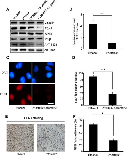 Figure 5. AKT maintains the FEN1 protein stability in A549 lung cancer cells. A, Western blot assay was used to determine that the high expression of FEN1 in A549 cells is controlled by AKT activity. B, The result of Q-PCR experiment showed the FEN1 mRNA level in A549 cells treated by LY294002 (30 μmol/L).**, P < 0.01. C, The expression of FEN1 protein was detected by immune staining of A549 lung cancer cells treated by LY294002 (30 μmol/L) for 24 hours. Scale bar, 10 μm. D, A statistical analysis of C. **, P < 0.01, vs. control group. E, Representative micrographs of IHC staining for FEN1 of tumor samples. Scale bars, 250 μm. F, A statistical analysis of E. *, P < 0.05, vs. control group.
