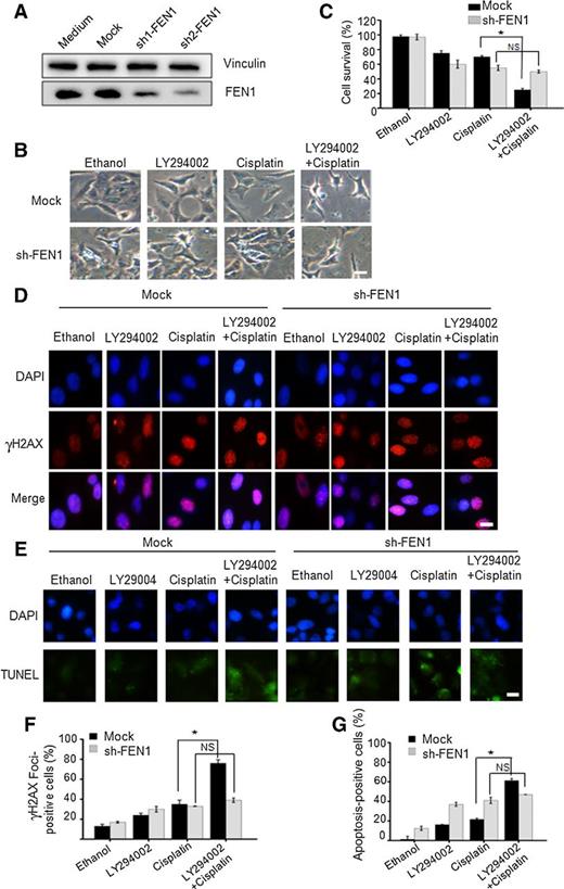 Figure 6. A549 shFEN1 cells are not responsive to LY294002 treatment. A, Establishment of stable cell lines expressing FEN1 shRNA was based on lentiviral technique. The FEN1 protein knockdown effect was checked by Western blot assay using anti-FEN1 antibody. B, Cell morphology of FEN1 A549 knockdown cells and their parental control cells treated by LY292004 (20 μmol/L) and cisplatin (7.5 μmol/L). Scale bars, 50 μm. C, A statistical analysis of the cell survival rate of B. D, Cell staining to determine γH2AX foci in FEN1 A549 knockdown cells and their parental control cells treated with cisplatin. Scale bars, 10 μm. E, FEN1 A549 knockdown cells and their parental control cells were analyzed for apoptotic changes by the TUNEL assay after treatment with cisplatin (7.5 μmol/L) and LY294002 (20 μmol/L) for 24 hours. Scale bars, 10 μm. F, A statistical analysis of the number of foci for D. G, A statistic panel of the apoptotic number for E. *, P < 0.05, versus a control sample. NS, no significant difference.