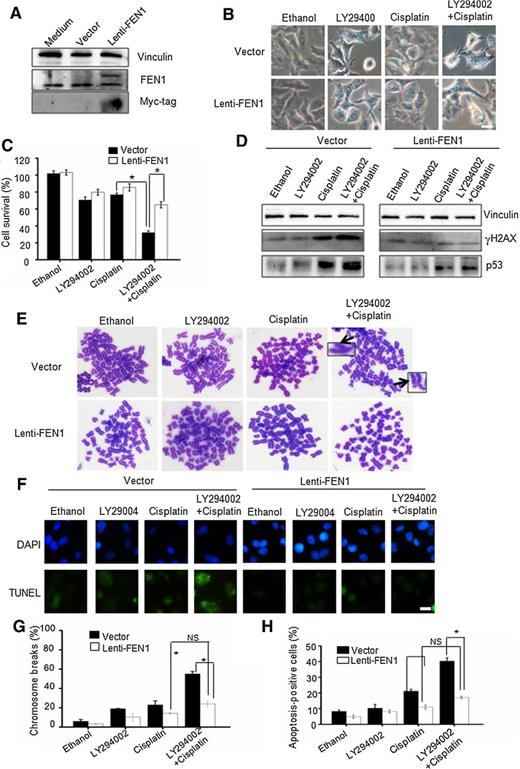 Figure 7. FEN 1 overexpression rescued the drug resistance of cancer cells to cisplatin. A, Establishment of cell lines with ectopic overexpression of FEN1. The FEN1 protein expression level in cells was checked by Western blot using anti-FEN1 antibody and His-tag antibody respectively. B, FEN1 overexpression enhanced the drug resistance of A549 cells to cisplatin and LY292004. Scale bars, 15 μm. C, A statistical analysis of B. The above data represent mean ±SD from three independent assays. *, P < 0.05. D, Western blot assay to determine the γH2AX protein expression level in A549-lenti-FEN1 cells treated with cisplatin. E, Representative image for the chromosome aberrations assay. Chromosomes in FEN1 overexpressed cells were more resistant to LY292004 and cisplatin exposure (7.5 μmol/L, 24 hours). F, A549 FEN1-overexpressing cells and their parental control cells were analyzed for apoptotic changes by the TUNEL assay after treatment with cisplatin (7.5 μmol/L) and LY294002 (20 μmol/L) for 24 hours. Scale bars, 25 μm. G, A statistical analysis of E. *, P < 0.05, versus the control group. H, A statistical analysis of F. *, P < 0.05, versus the control group. NS, no significant difference.