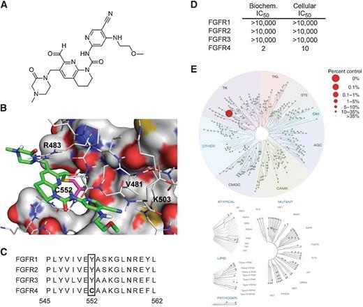 Figure 1. FGF401: chemical structure, X-ray structure in complex with FGFR4, and kinase profile. A, Chemical structure of FGF401. B, X-ray structure of FGF401 in complex with the tyrosine kinase domain of FGFR4 at 2.13 Å resolution. C, Amino acid sequence alignment of the middle-hinge region of the ATP-pocket of FGFR1, FGFR2, FGFR3, and FGFR4 highlighting the differentiating cysteine at the GK+2 position (FGFR4 numbering). D, Activity of FGF401 in biochemical FGFR kinase assays and cellular FGFR auto-phosphorylation assays. IC50s in nmol/L. E, Kinome profiling of FGF401 at 3 μmol/L against 456 kinases showing FGFR4 as the only kinase exhibiting >35% inhibition of control binding (red dot, 0.65% control binding; selectivity score 0.003).