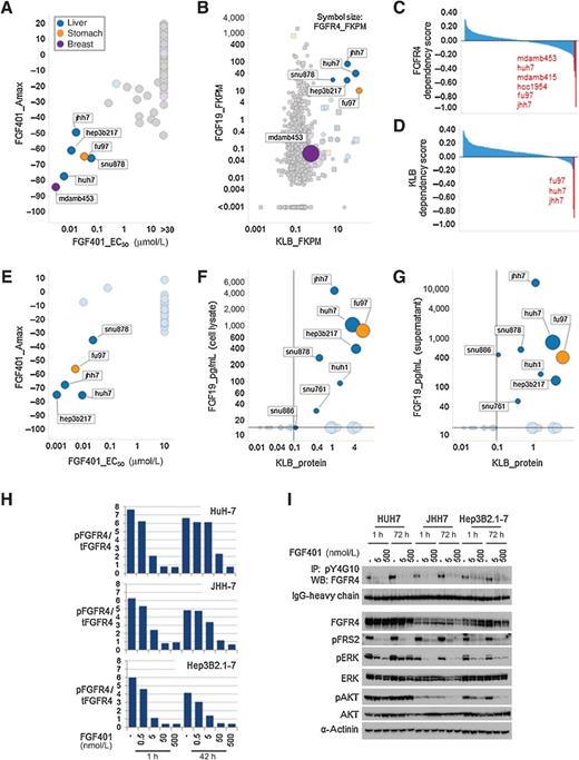 Figure 2. FGF401 activity in cancer cells and comparison with CRISPR-Cas9 screen. A, Scatter plot showing EC50 and Amax values of FGF401 in high-throughput cell viability assays for 436 cancer cell lines across multiple lineages. B, Scatter plot of 933 cancer cell lines distributed according to FGF19 and KLB transcript expression (RNAseq) and highlighting the FGF401-sensitive cell lines. Symbol size reflects FGFR4 transcript levels (RNAseq). Circles, cell lines included in the proliferation screen; squares, cell lines that were not included in the screen. C and D, Waterfall plots of FGFR4 and KLB dependencies in 426 cancer cell lines from the genome-scale CRISPR-Cas9 screen. Outlier cell line drop-outs for each gene are colored in red and ID is provided. E, Scatter plot of 26 HCC cell lines and one gastric cancer cell line analyzed in manual proliferation assays and distributed according to FGF401 EC50 and Amax. Scatter plots illustrating the distribution of cell lines according to KLB and FGF19 protein levels in cell lysates (F), and in the supernatants (G). Horizontal and vertical dotted lines indicate the FGF19 LOD and the KLB LOQ, respectively. Color coding in A, B, E, F, and G indicates primary site of the cell line. H and I, HUH7, JHH7, and Hep3B2.1-7 cells treated with FGF401 at the indicated concentrations or DMSO (−) for 1 and 72 hours. Bar plots show the ratio of Tyr-phosphorylated (pFGFR4) over total FGFR4 (tFGFR4) measured by ELISA assay (H). Western blots (WB) show phosphorylated FGFR4 upon total pTyr pull down and IgG-HC as loading control; total FGFR4, pFRS2, pERK, and pAKT with ERK, AKT, and α-actinin as loading controls (I). IP, immunoprecipitation.