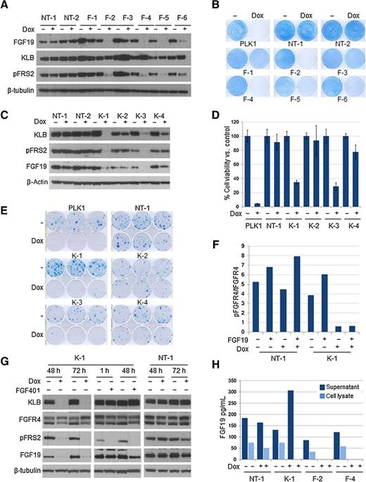 Figure 3. FGF19 and KLB knockdown in HUH7 HCC cells stably transduced with lentiviruses expressing doxycycline-inducible shRNAs. A and C, Western blots showing FGF19, KLB, and pFRS2 levels in HUH7 cells harboring nontargeting shRNAs (NT-1 and NT-2), FGF19-targeting shRNAs (F-1–F-6), or KLB-targeting shRNAs (K-1–K-4), with and without doxycycline (Dox) induction for 4 days. β-tubulin and β-actin Western blot confirm equal loading. B, D, and E, Cell viability assays with HUH7 cells harboring nontargeting shRNAs, FGF19 shRNAs, KLB shRNAs, and PLK1 shRNA with and without doxycycline induction. B, Cells were plated on 6-well plates and cell growth was monitored using methylene blue staining after 10 days of doxycycline induction. D, Cells were plated on 96-well plates in quadruplicates and stained with methylene blue 10 days post-doxycycline induction. Data are expressed as percentage of control, no doxycycline-treated cells and each bar is the average of four replicates ± SD. E, Cells were seeded on 6-well plates and induced with doxycycline for 21 days. Colony formation was monitored with methylene blue staining. F, HUH7 cells with NT-1 shRNA or K-1 shRNA were treated with doxycycline for 6 days and/or FGF19 (50 ng/mL) for 1 hour. Tyr-phosphorylated (pFGFR4) and total FGFR4 (tFGFR4) were quantified by ELISA assay and expressed as a ratio. G, Cells were treated with doxycycline or FGF401 50 nmol/L for the indicated time and cell lysates analyzed by Western blot using β-tubulin as a loading control. H, Cells were treated with doxycycline for 4 days and FGF19 levels in cells as well as in supernatant were quantified by ELISA assay.