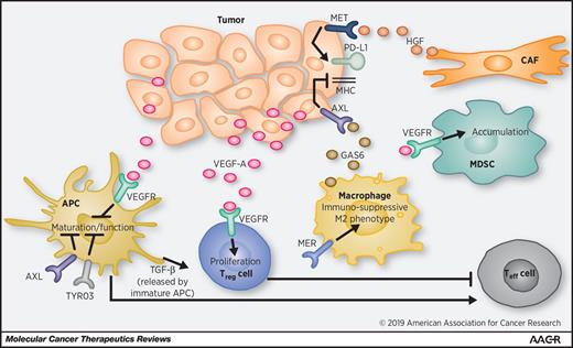 Figure 1. Immune-modifying behavior of the cabozantinib-targeting receptor tyrosine kinases VEGFR, MET, AXL, MER, and TYRO3. VEGF is released by tumor cells, which increases the number MDSCs and regulatory T cells. VEGF also inhibits the maturation of DCs into mature APCs and reduces lymphocyte infiltration (17, 48). CAFs release HGF, which binds to MET (76), and MET activation drives PD-L1 expression (44). Tumor-associated macrophages release GAS6 which binds to AXL and to a lesser degree, MER and TYRO3 (77). AXL suppresses MHC class 1 expression (59), and both AXL and MER signaling pathways dampen APC function. MER signaling also polarizes macrophages into an immunosuppressive M2 phenotype (62). Abbreviations: APC, antigen-presenting cell; CAF, cancer-associated fibroblast; Teff, effector T cell; Treg, regulatory T cell.